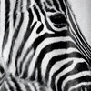 Awesome hoodies - Zebra Curtains - QK3201