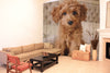 Awesome hoodied Poodle Printed 3D Grommet Window Curtains - HB0002